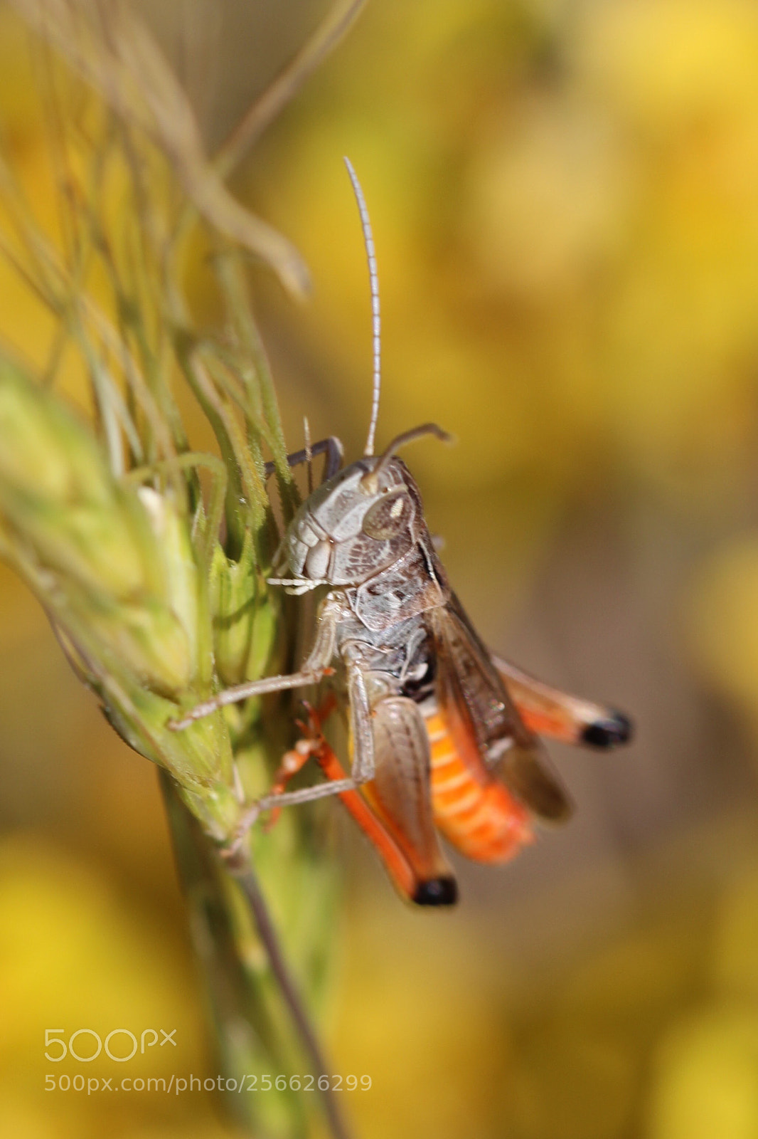 Canon EOS 600D (Rebel EOS T3i / EOS Kiss X5) sample photo. Colorful grasshopper photography