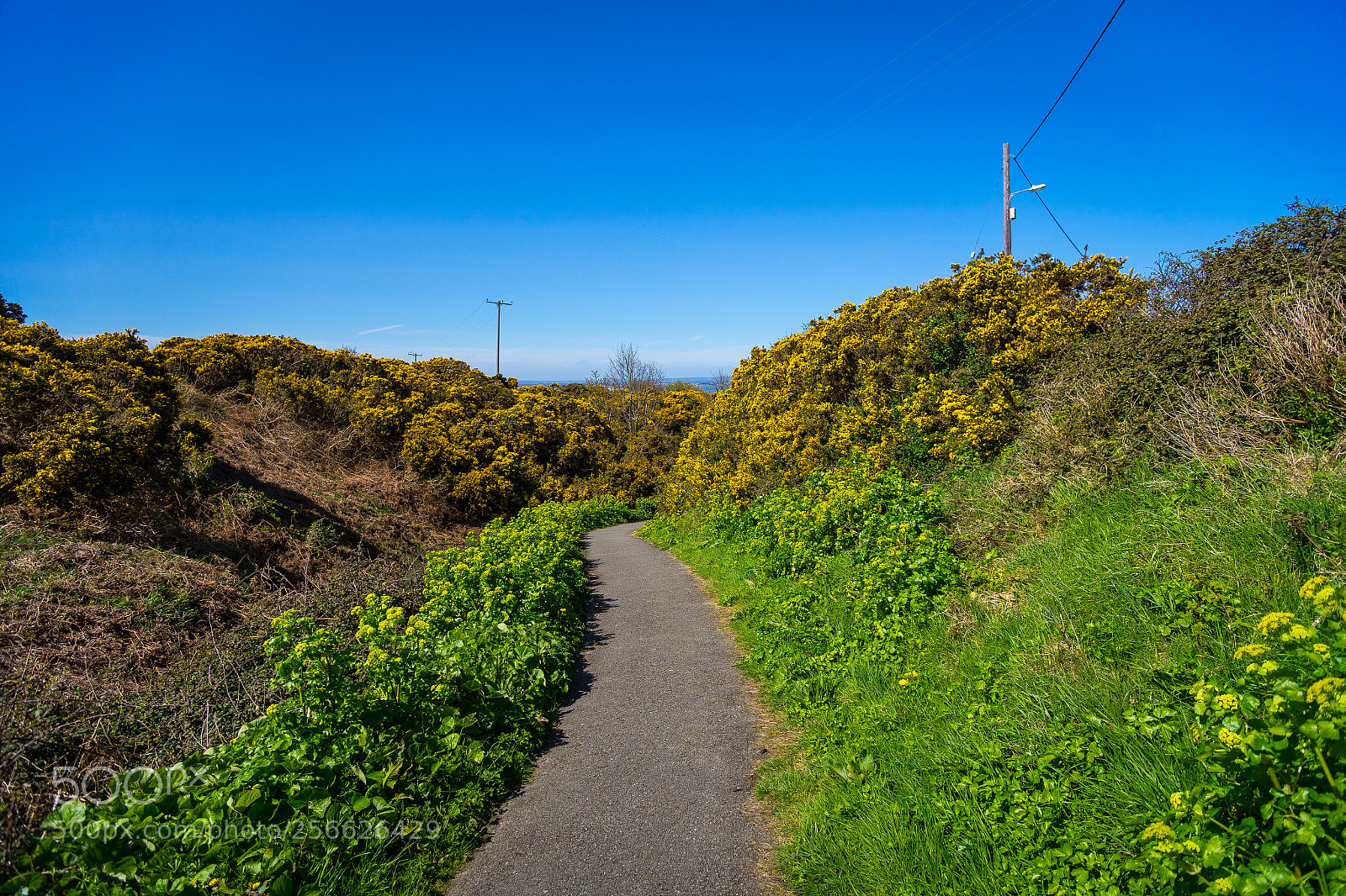 Sony a7 sample photo. Walk photography