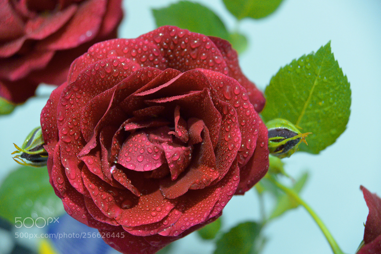 Nikon D800 sample photo. Kopya photography