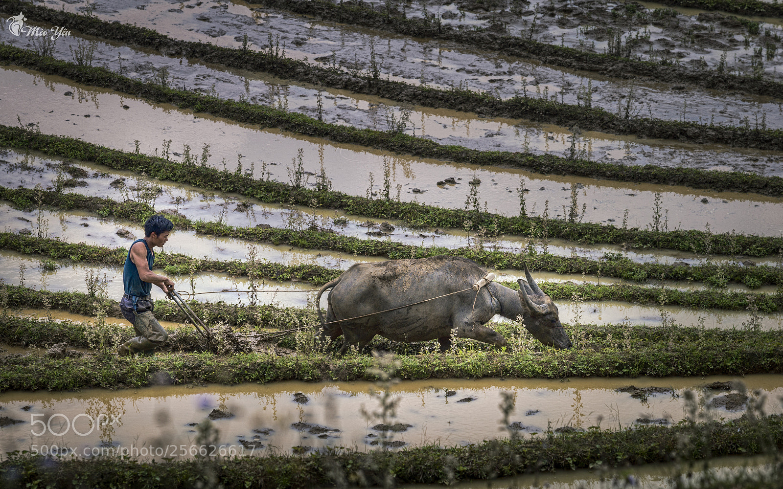 Canon EOS 6D sample photo. Famer story on terraced photography