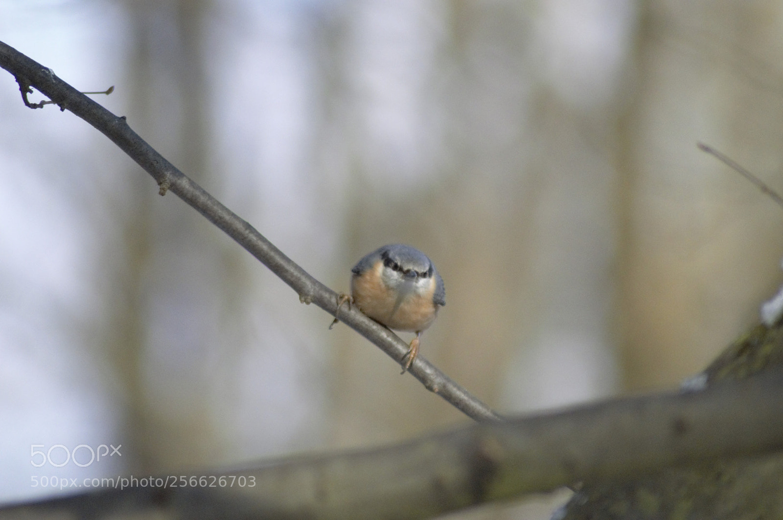 Nikon D3200 sample photo. Nuthatch photography