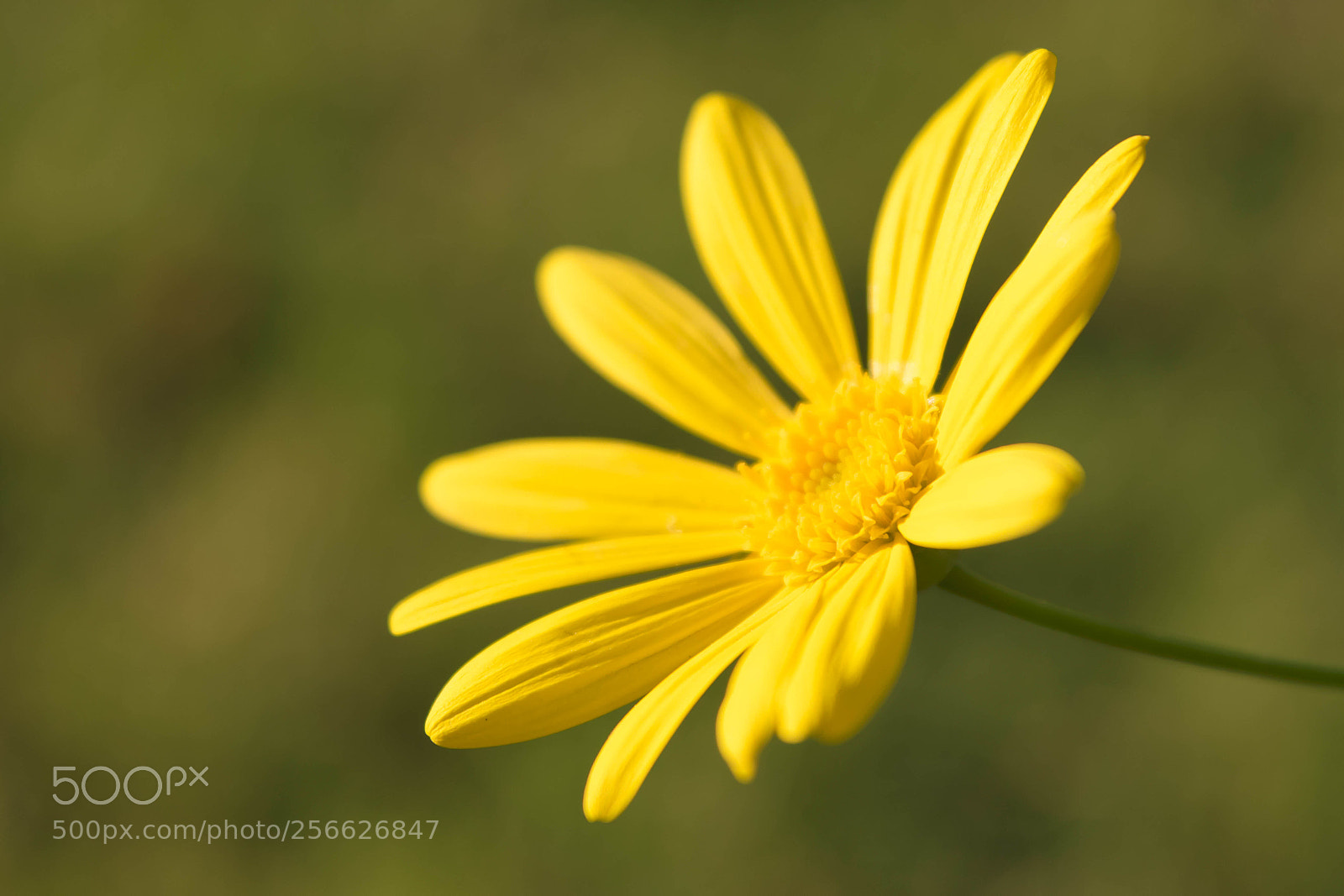 Nikon D5300 sample photo. Daisy photography