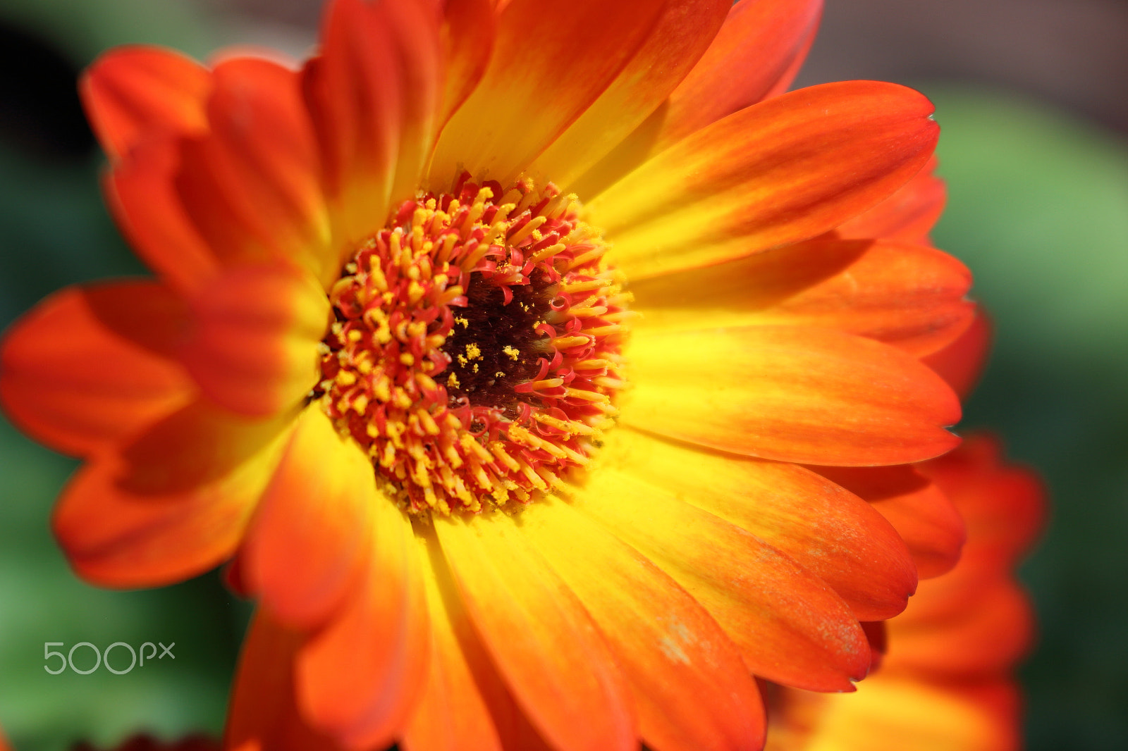 Canon EOS 100D (EOS Rebel SL1 / EOS Kiss X7) sample photo. U r my sunshine photography