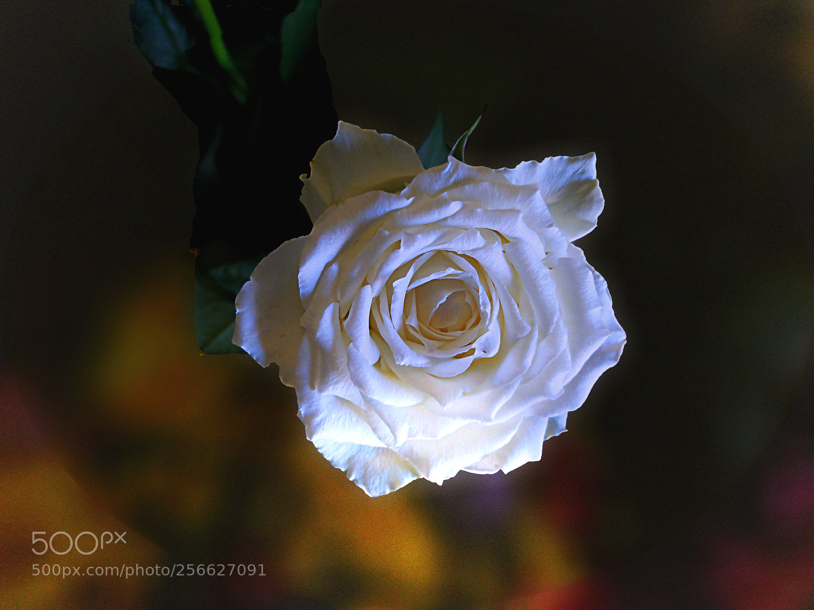 Fujifilm X20 sample photo. Rosa candida photography