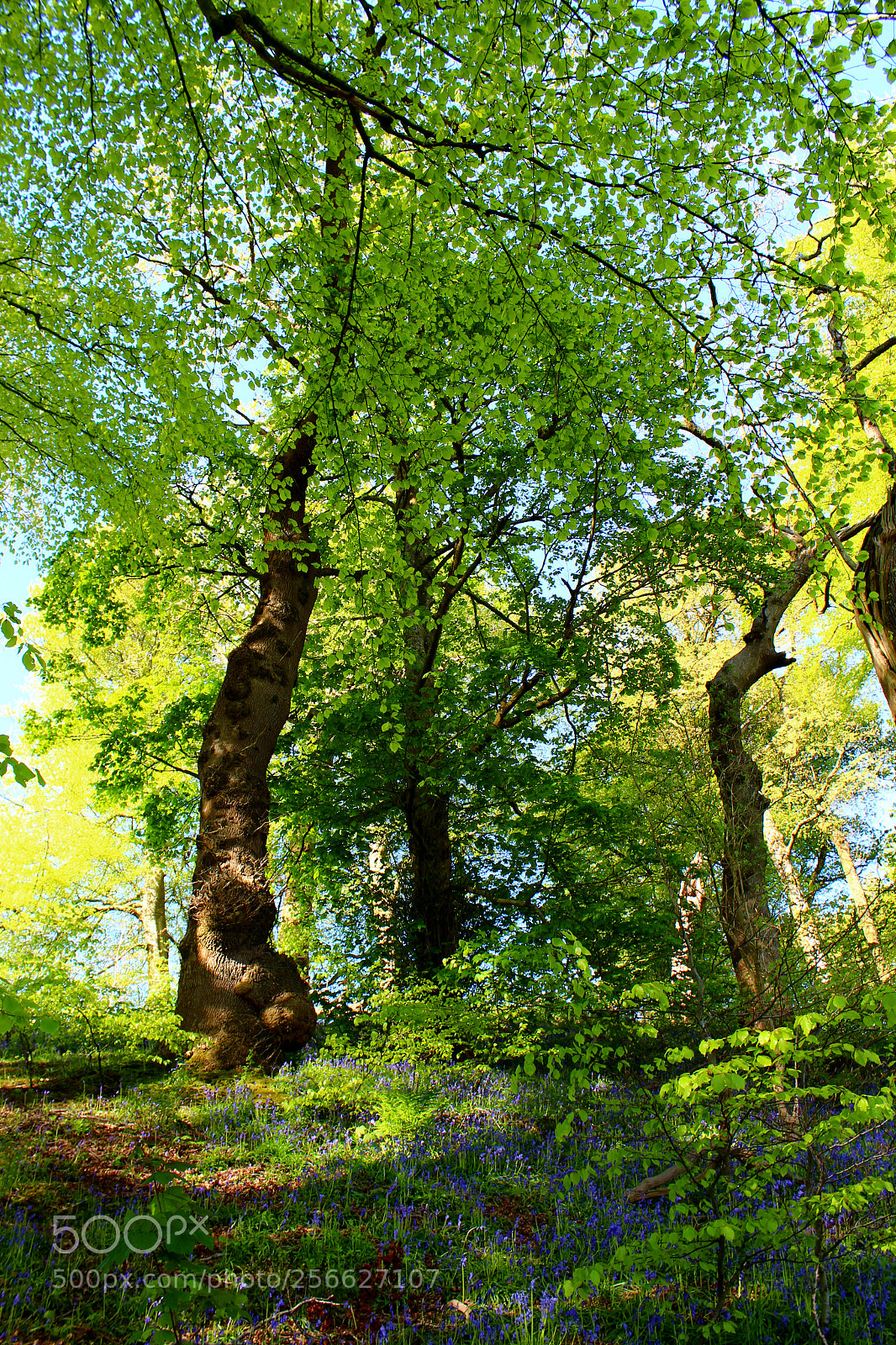 Canon EOS 700D (EOS Rebel T5i / EOS Kiss X7i) sample photo. Welsh woodland walks photography