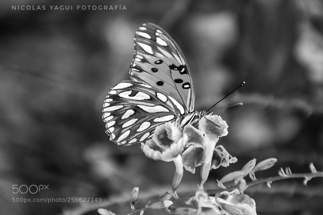 Nikon D7200 sample photo. Butterfly photography