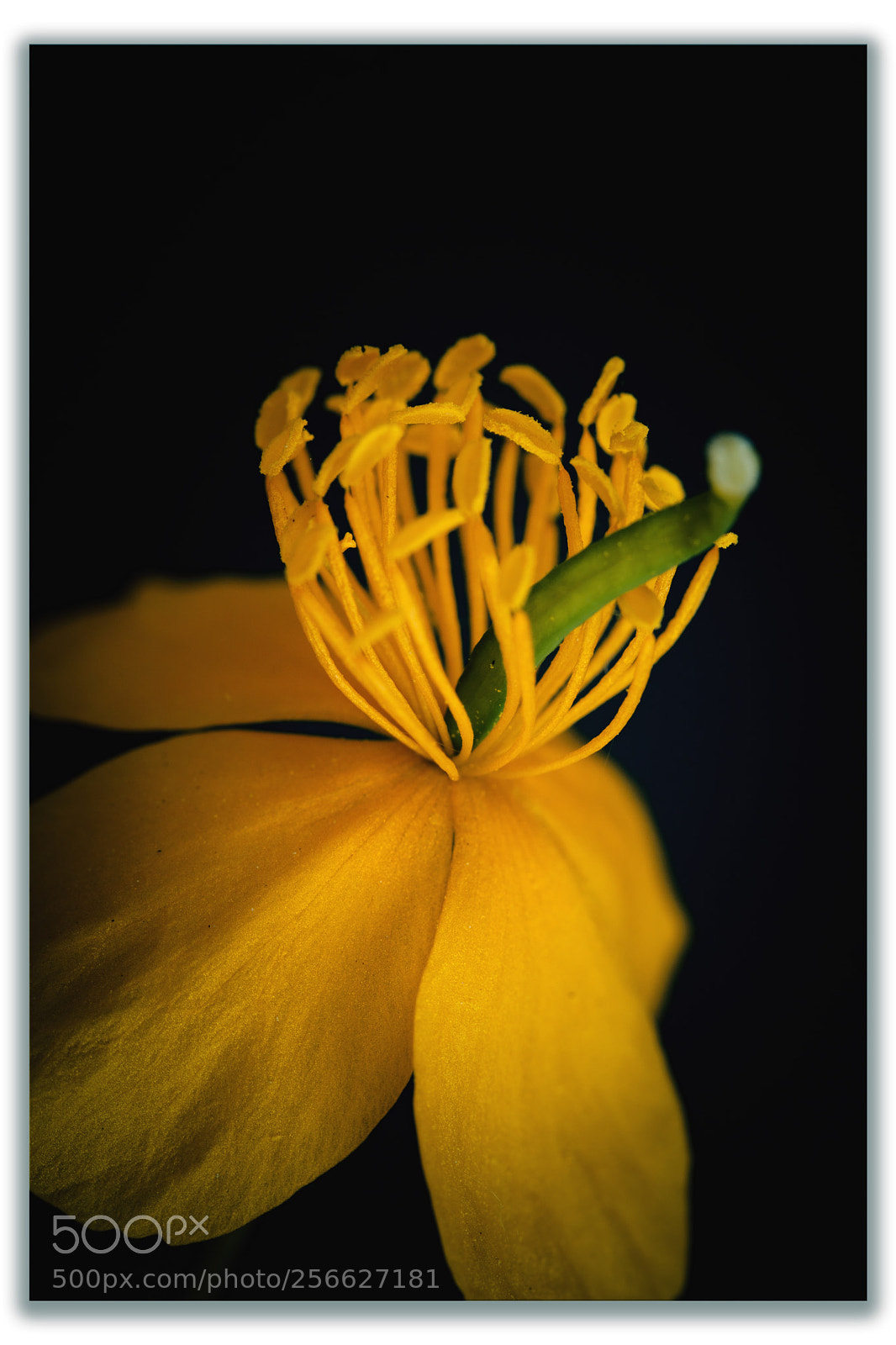 Canon EOS 70D sample photo. Flower photography
