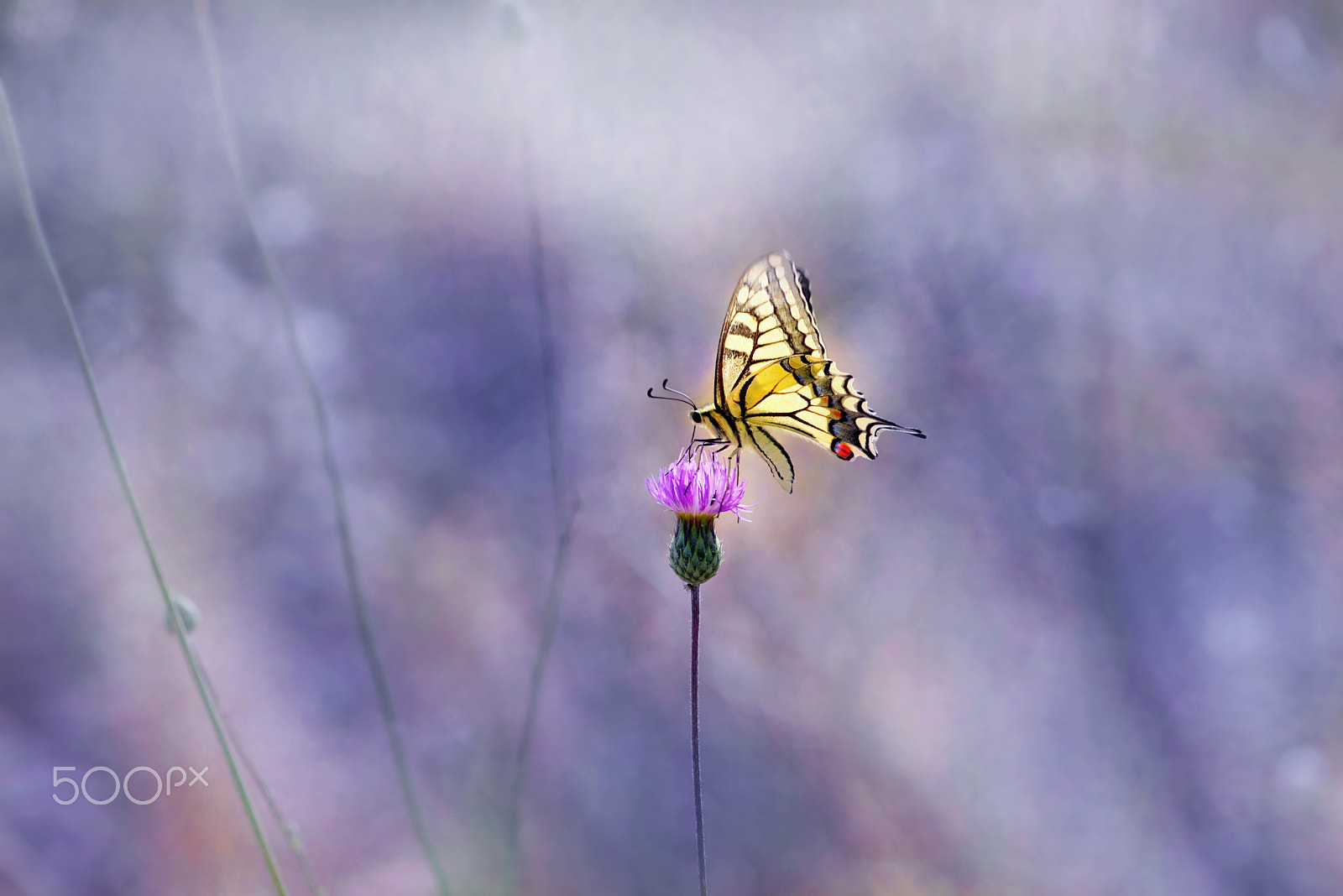 Nikon AF-S Micro-Nikkor 105mm F2.8G IF-ED VR sample photo. Butterfly photography