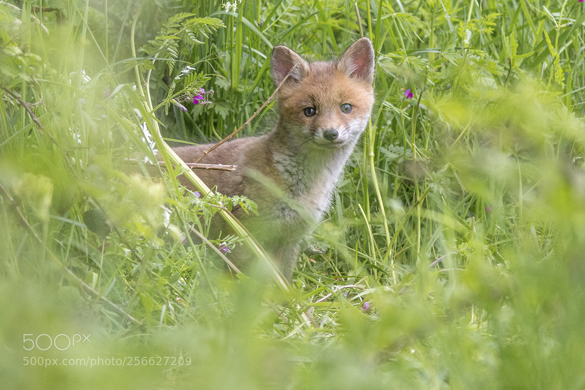 Canon EOS 70D sample photo. Little fox photography