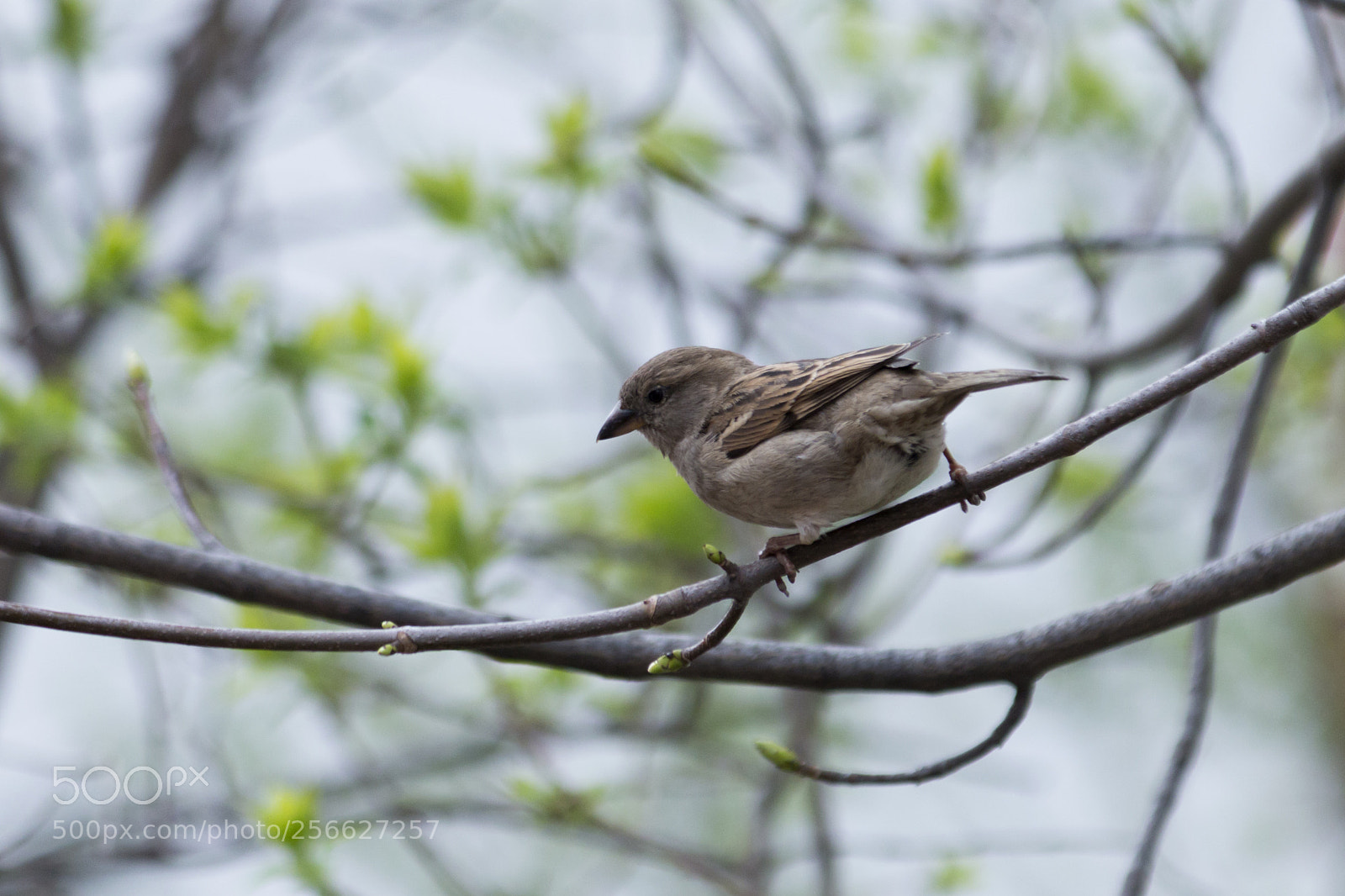 Canon EOS 70D sample photo. 3 2 1 go! photography