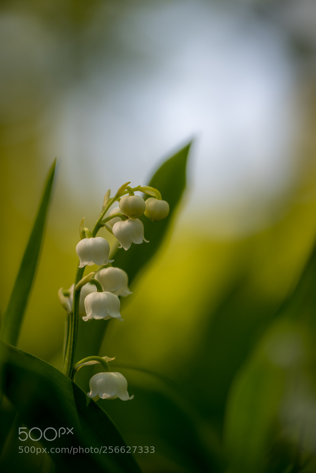 Nikon D810 sample photo. Lily of the valey photography