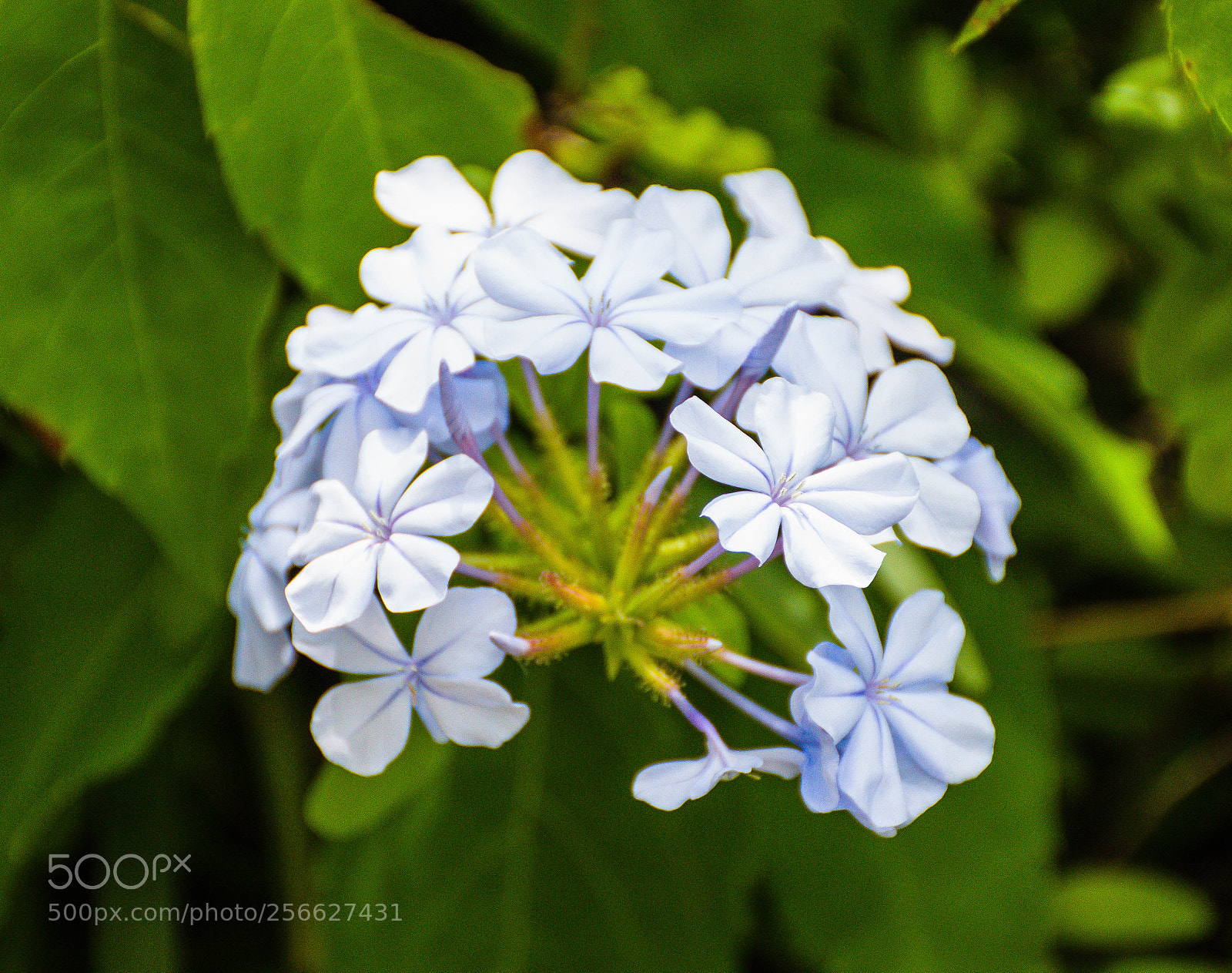 Nikon D5500 sample photo. Plumbago photography