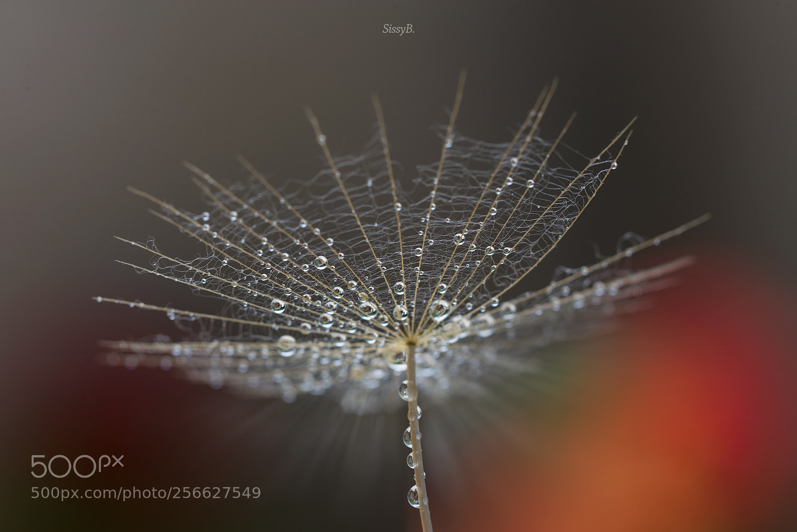 Canon EOS 6D sample photo. Macro photography