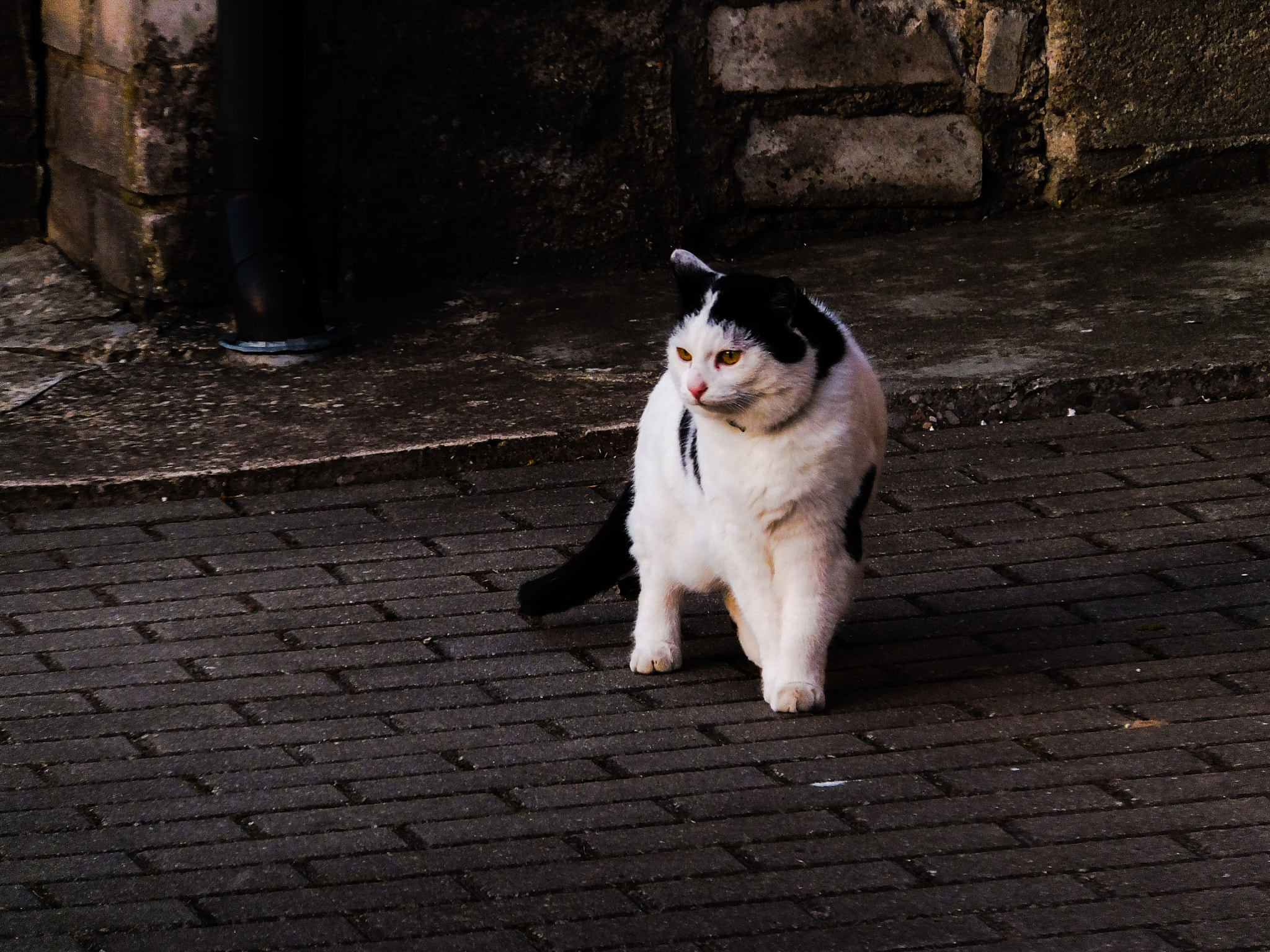 Fujifilm FinePix F660EXR sample photo. Cat on the road photography