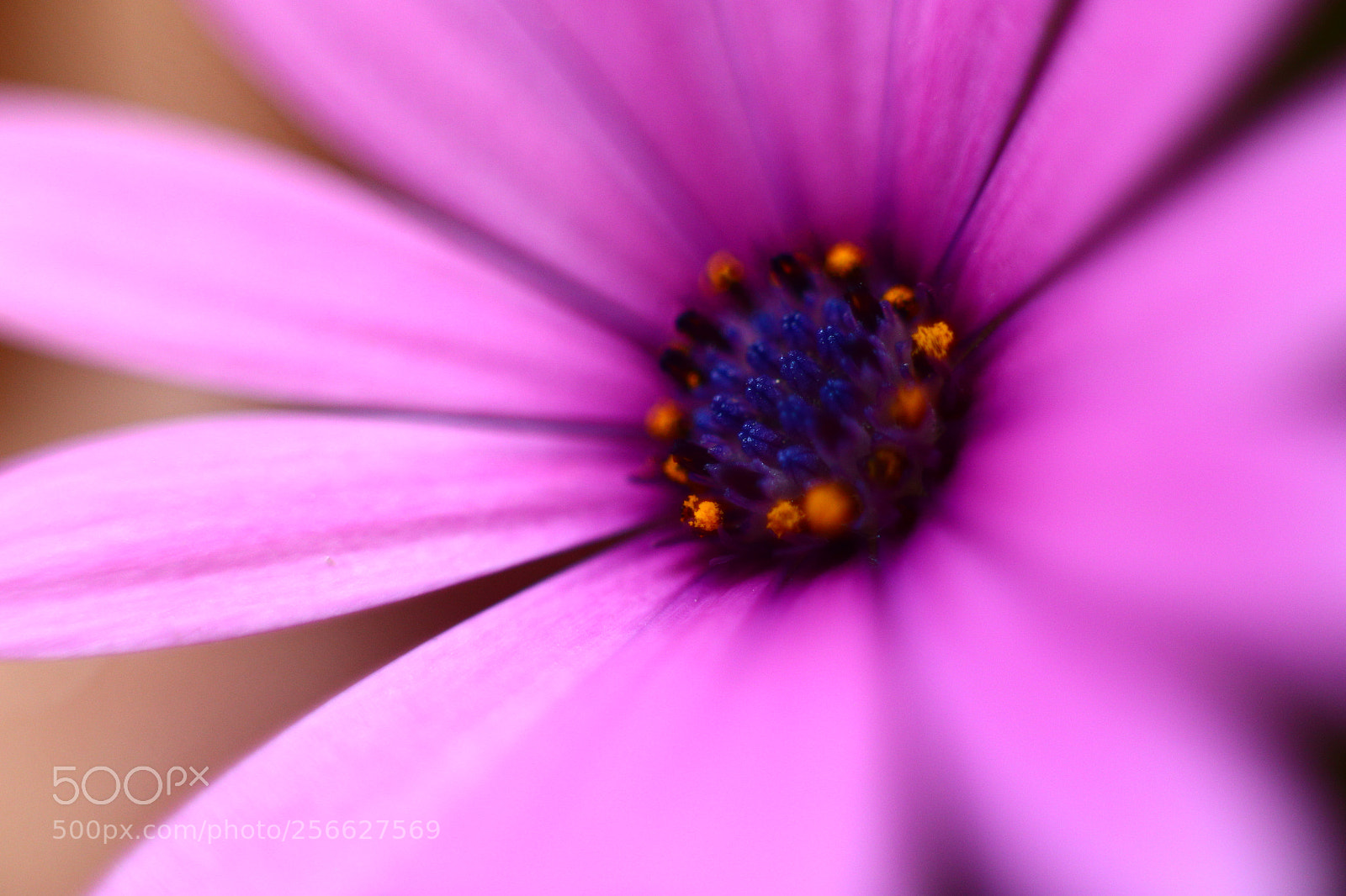 Canon EOS 6D + Canon EF 50mm F1.8 STM sample photo. All of me photography
