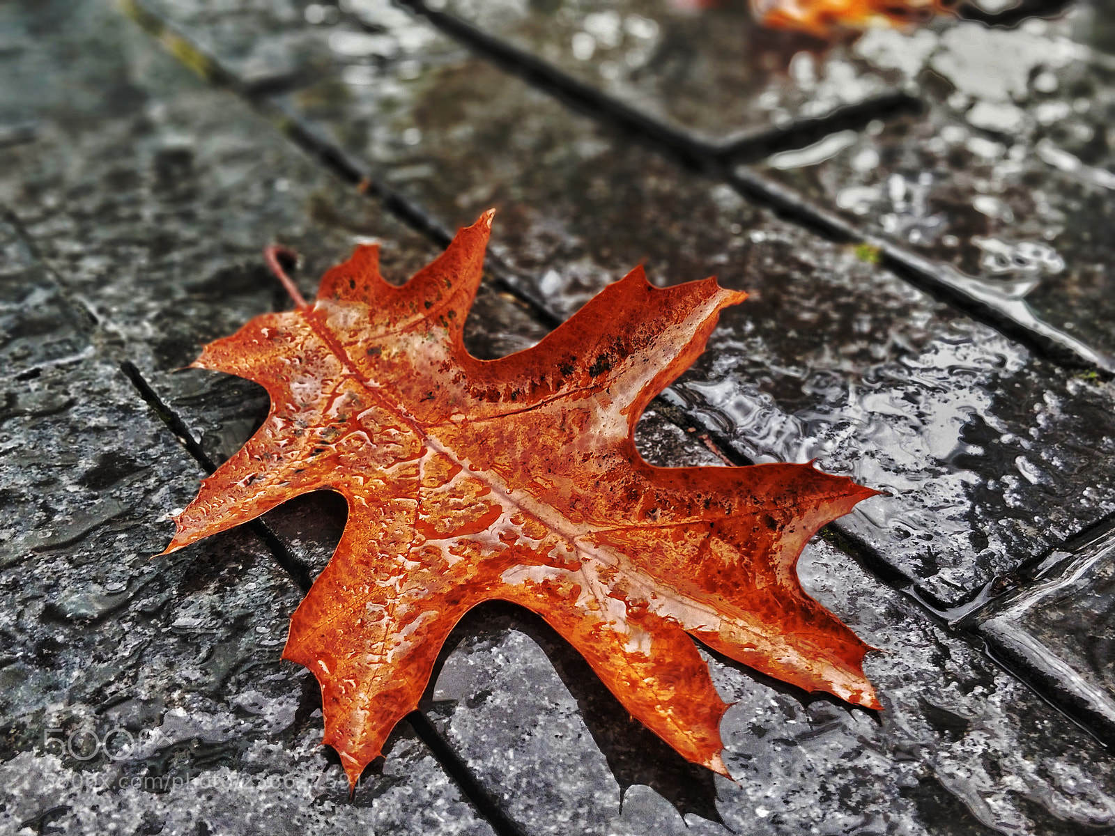 OnePlus 5 sample photo. Bokeh photography