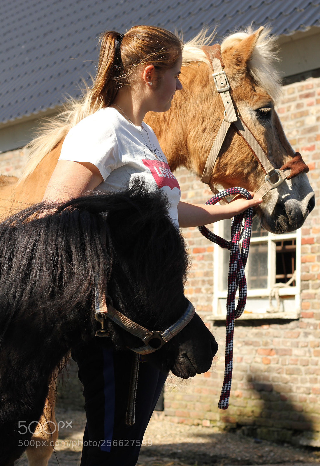 Canon EOS 550D (EOS Rebel T2i / EOS Kiss X4) sample photo. Paarden photography