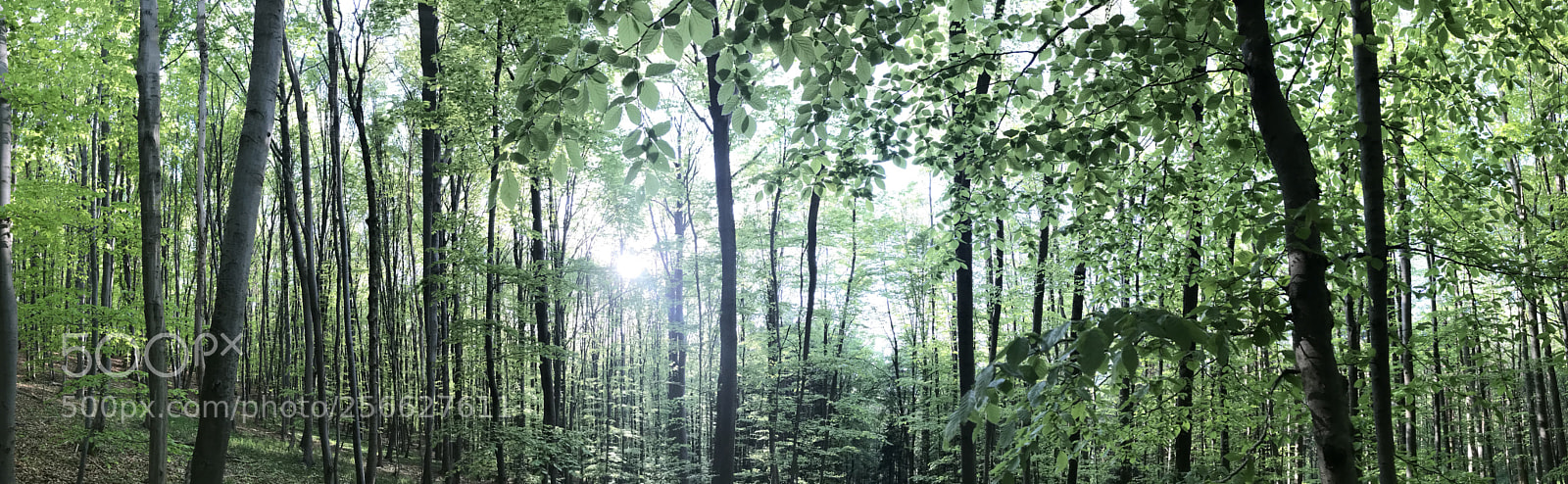 Apple iPhone 7 sample photo. Wood photography