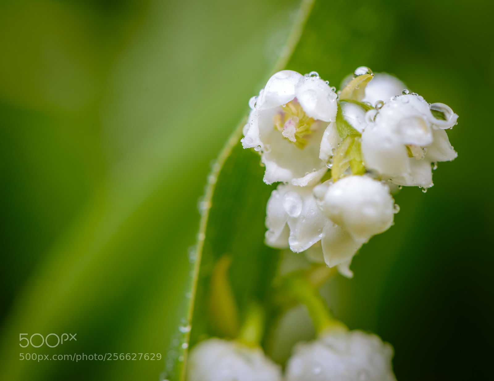 Nikon D610 sample photo. May waterdrops photography
