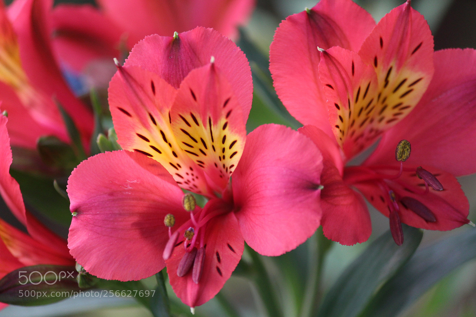 Canon EF-S 55-250mm F4-5.6 IS II sample photo. The blooming spots photography