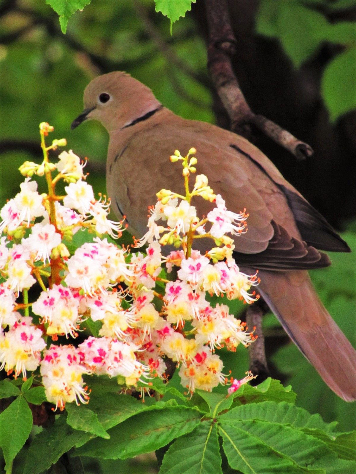 Canon PowerShot SX510 HS sample photo. Cuckoo photography