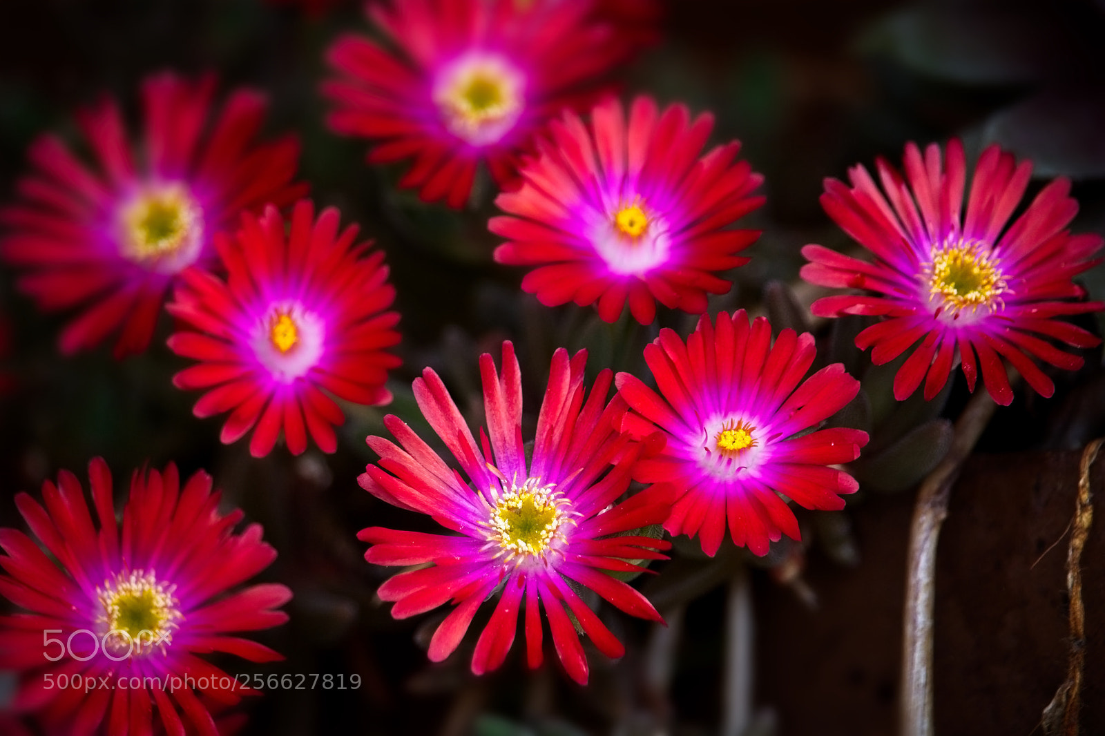 Canon EOS 760D (EOS Rebel T6s / EOS 8000D) sample photo. Sedum explosion photography
