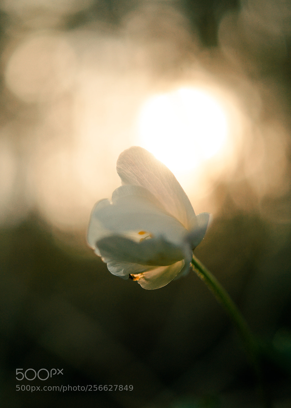 Sony SLT-A58 sample photo. Evening light photography