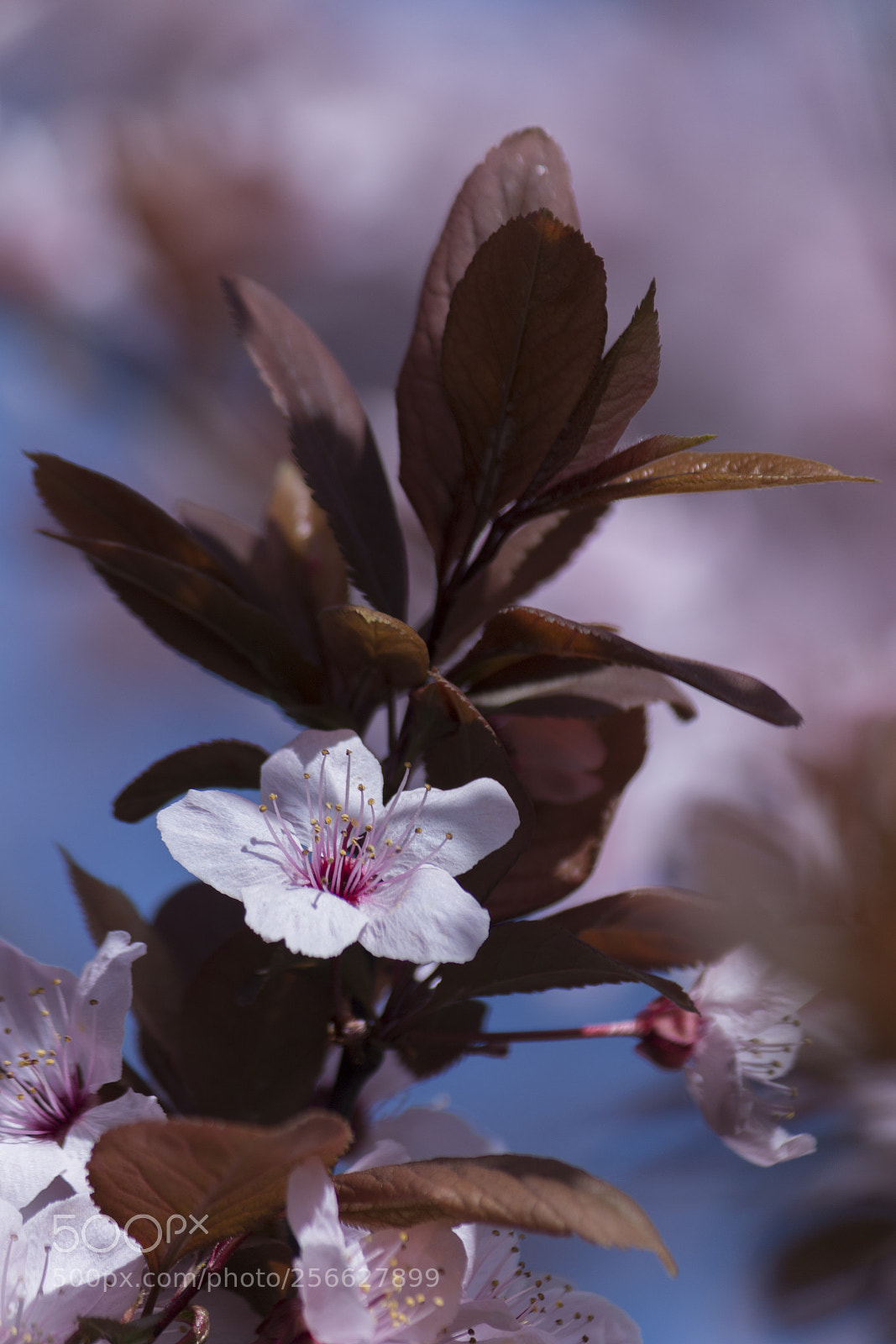 Canon EOS 70D sample photo. Main character photography