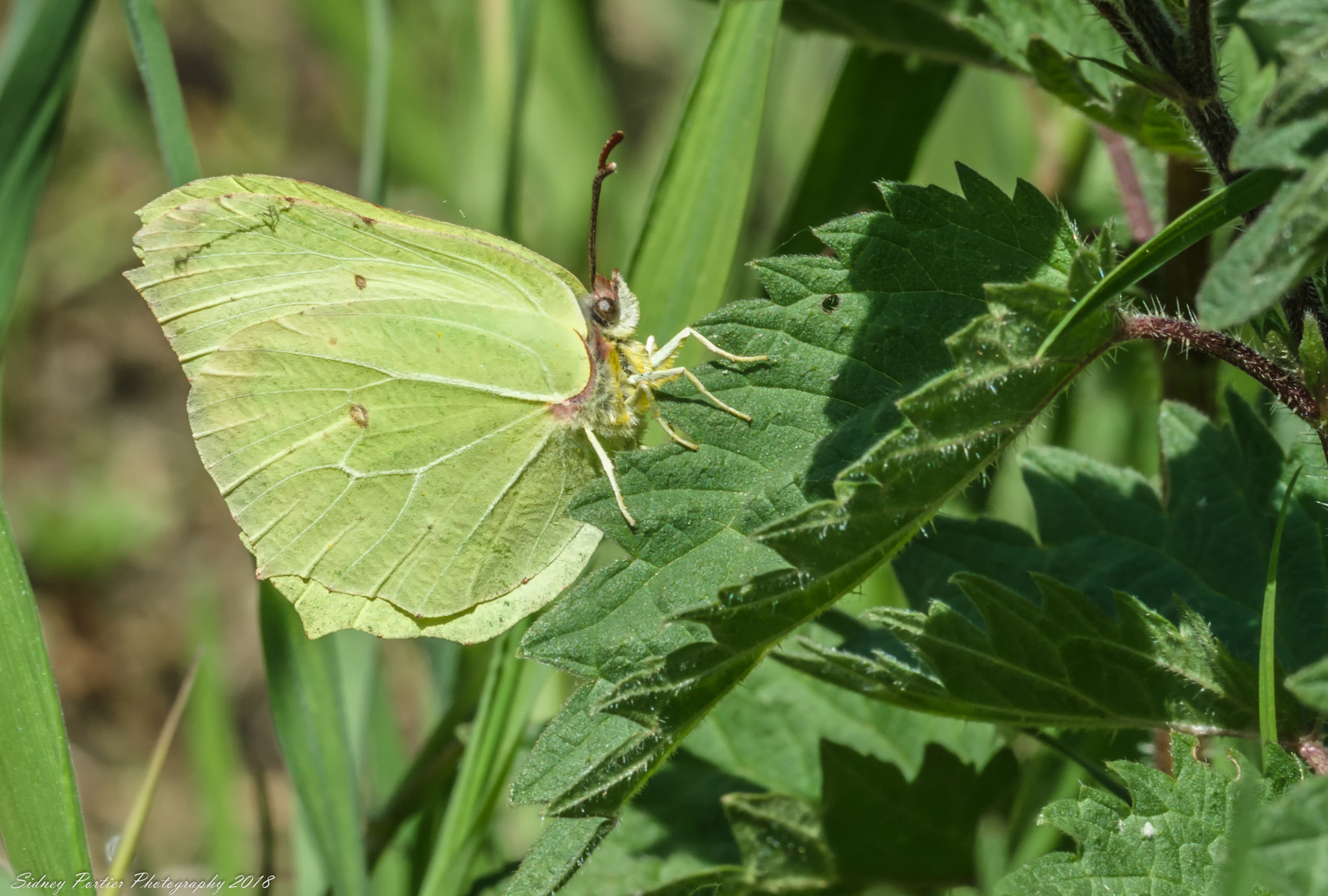 Samsung NX3300 sample photo. Butterfly photography