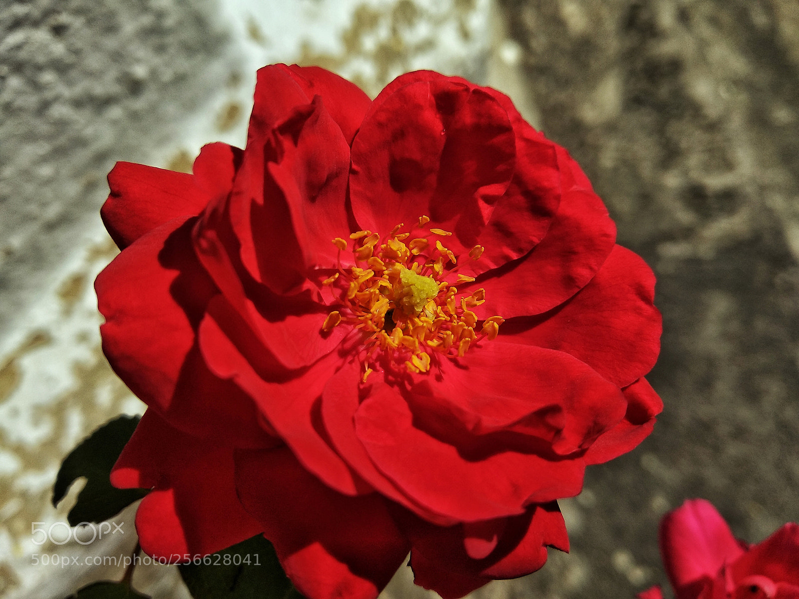 Xiaomi Redmi Note 5 sample photo. Red rose photography