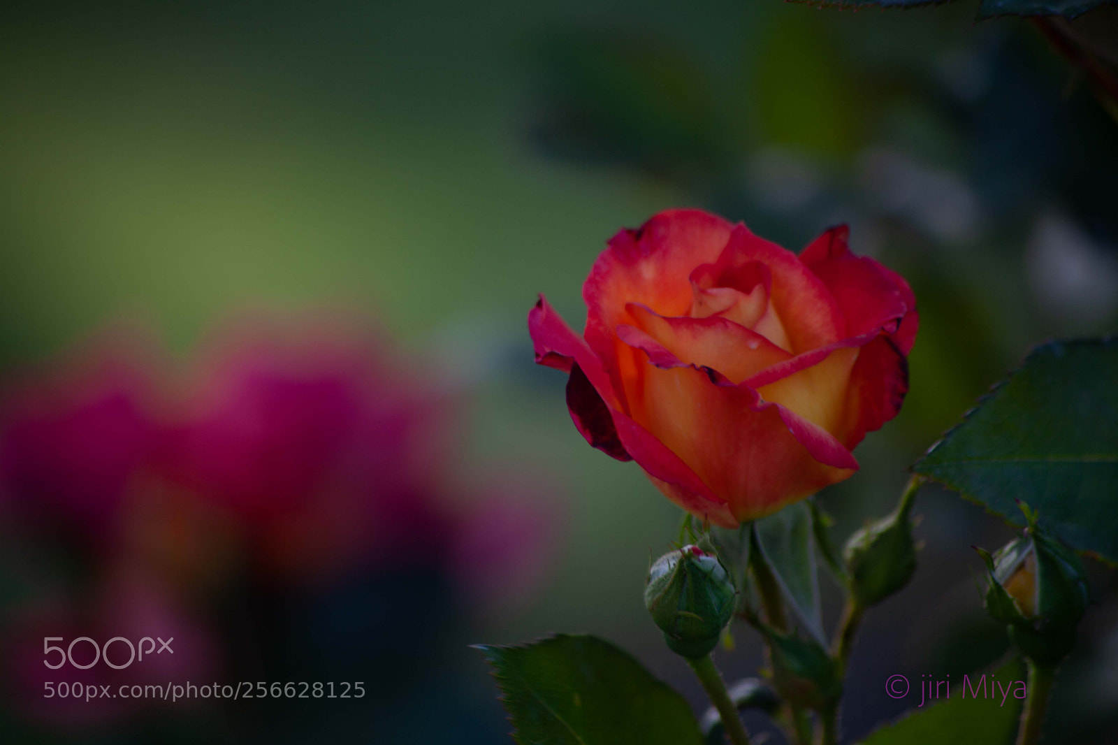 Canon EOS 5D Mark II sample photo. Breathless charm photography