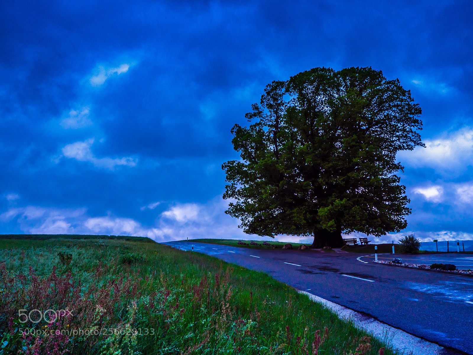 Panasonic Lumix DMC-GX8 sample photo. Linden tree photography