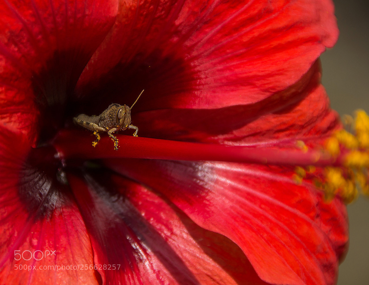 Sony SLT-A77 sample photo. My red house photography