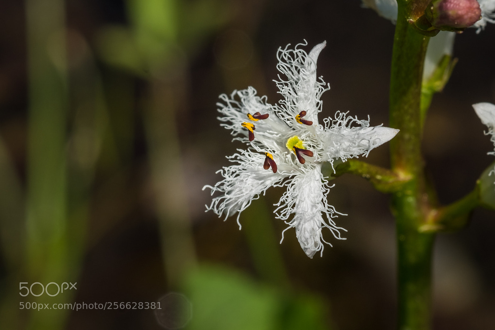 Fujifilm X-T1 sample photo. Fieberklee (menyanthes trifoliata) photography