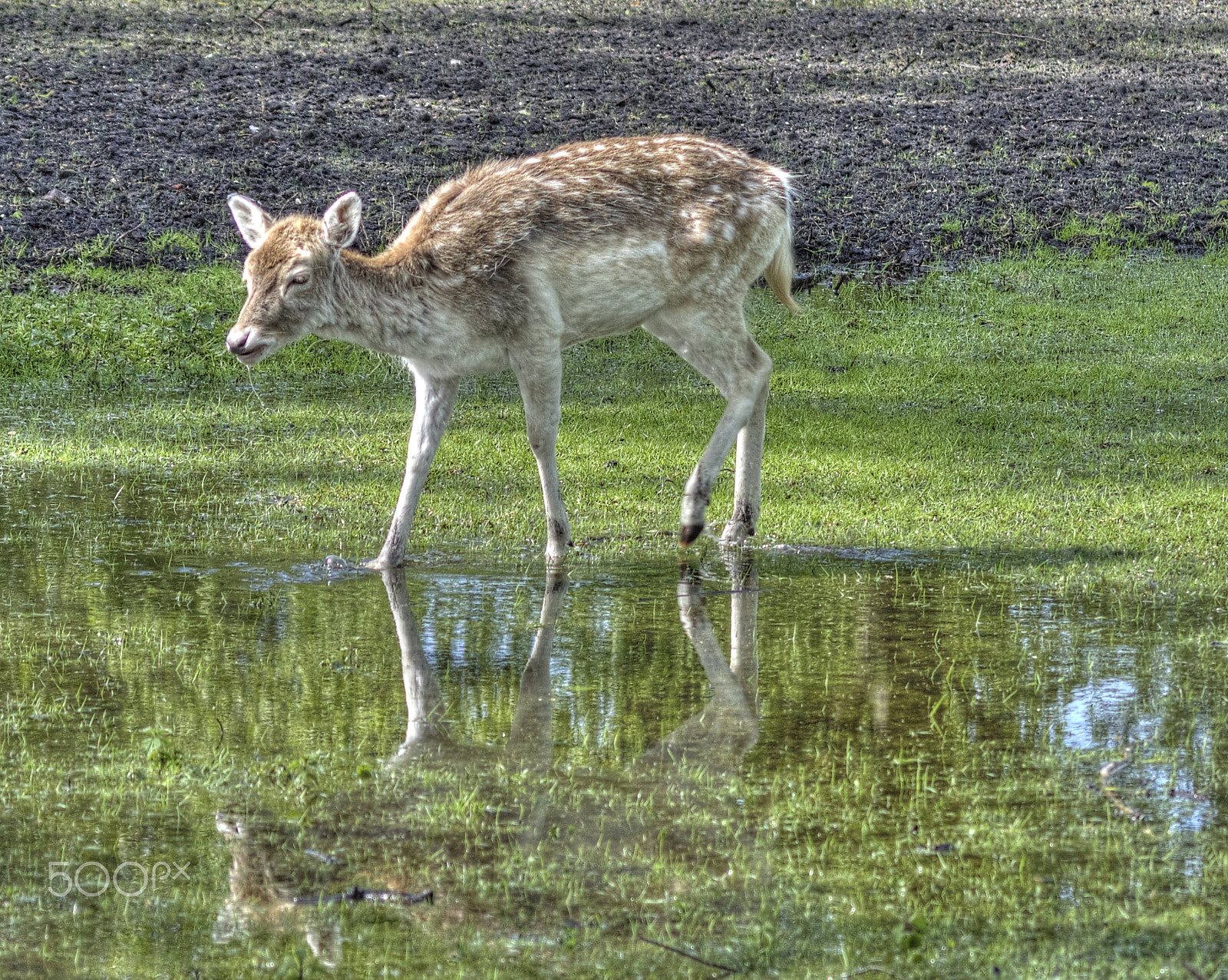 Nikon 1 J1 sample photo. Deer photography