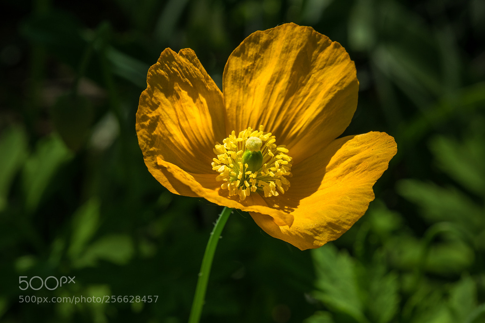 Fujifilm X-T1 sample photo. Gelber scheinmohn (meconopsis cambrica) photography