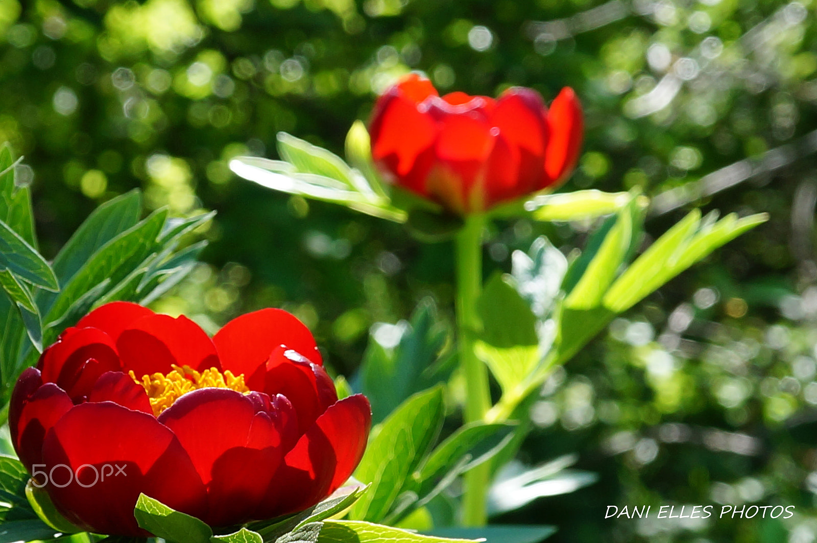 Sony Alpha NEX-3N sample photo. Red.jpg photography