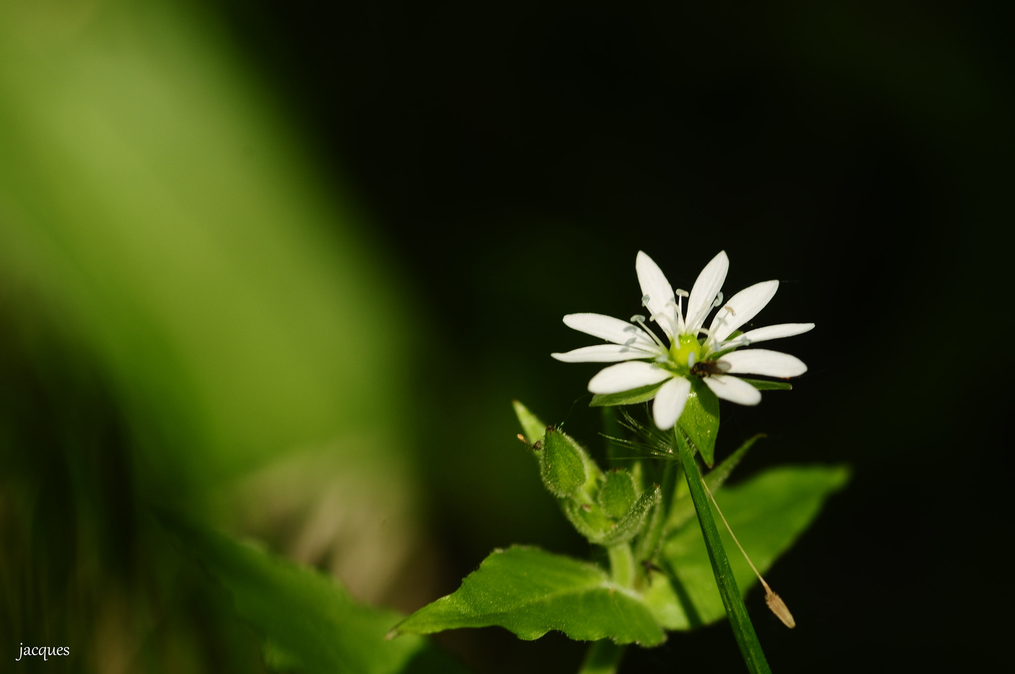 Nikon D300 + Sigma 105mm F2.8 EX DG Macro sample photo. White flower photography