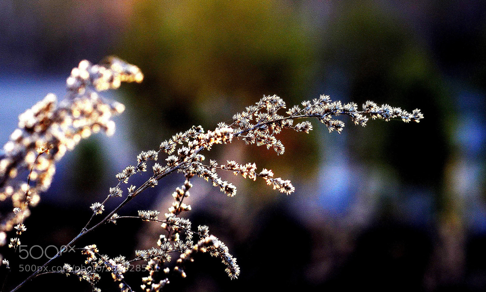 Nikon D7000 sample photo. Siberian beauty photography