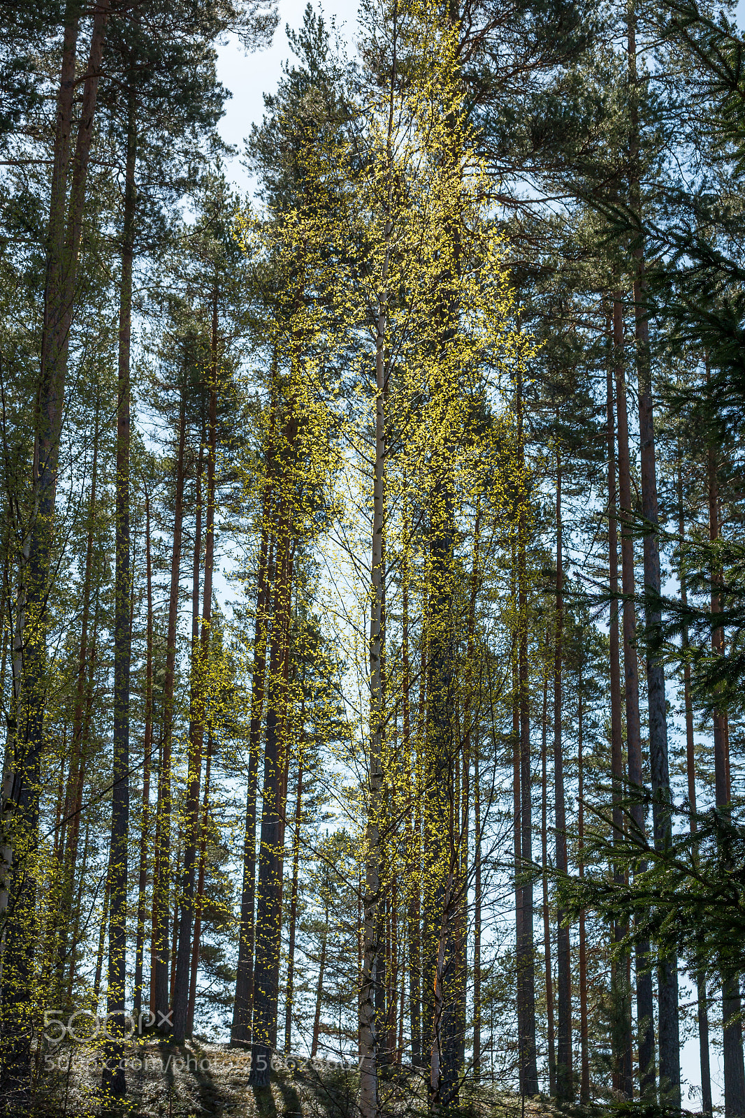 Canon EOS 70D sample photo. Spring light photography