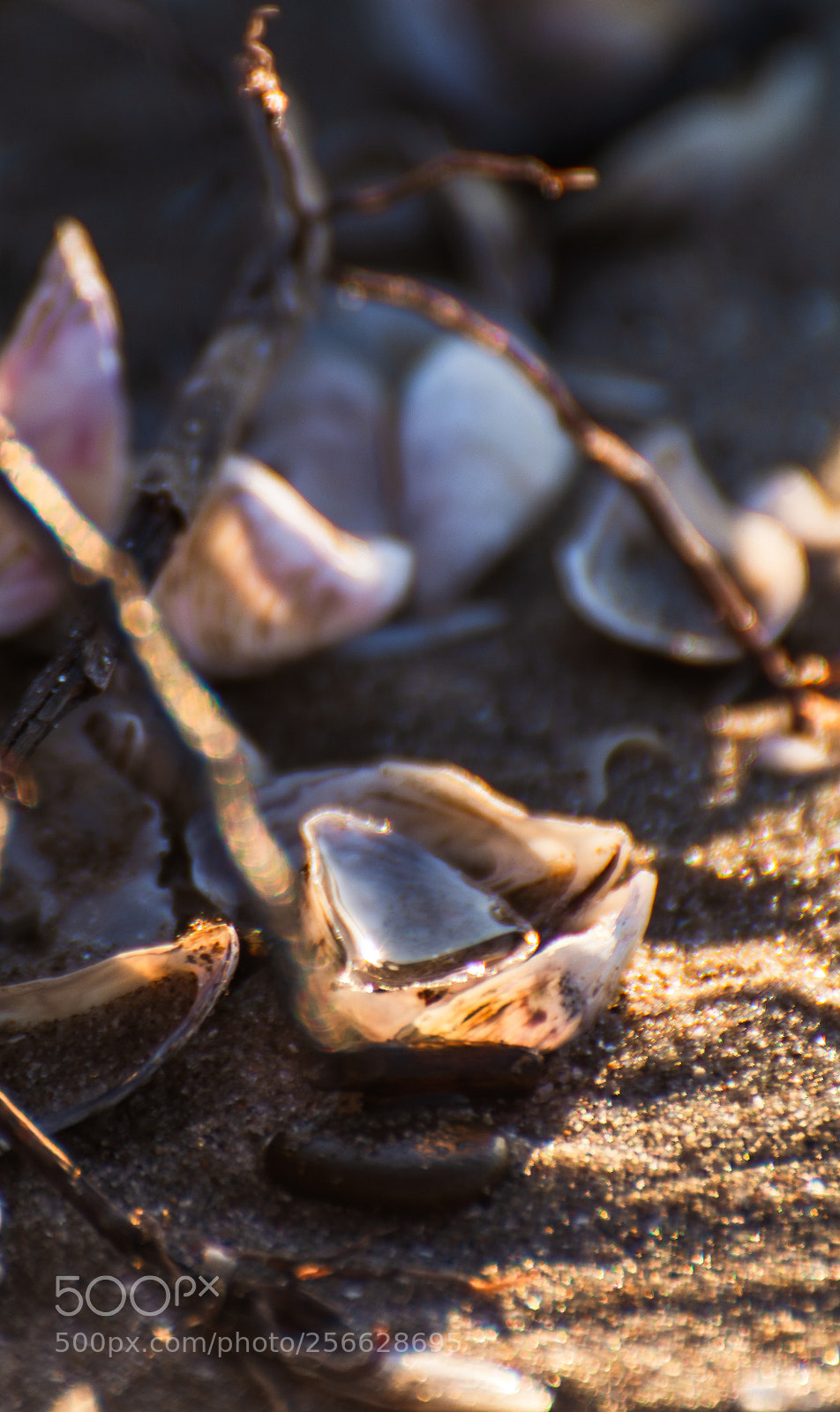 Nikon D5200 sample photo. Untitled_seashell_water photography