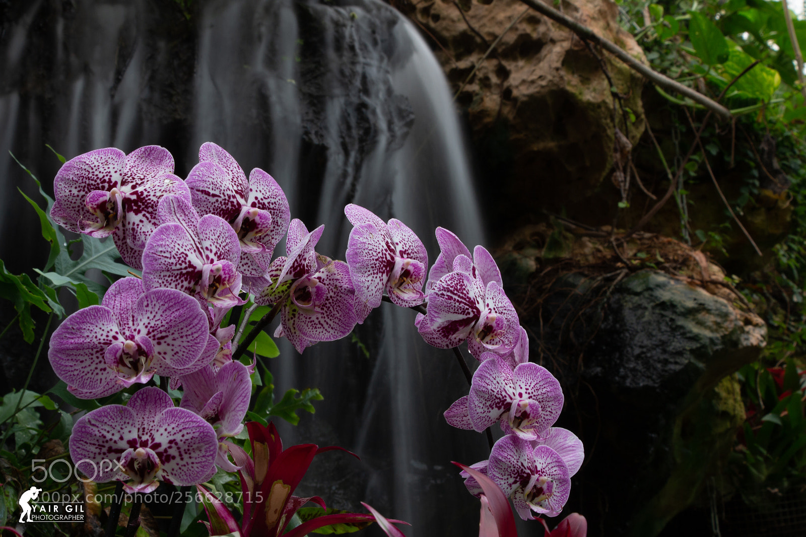 Canon EOS 70D sample photo. Orchids photography