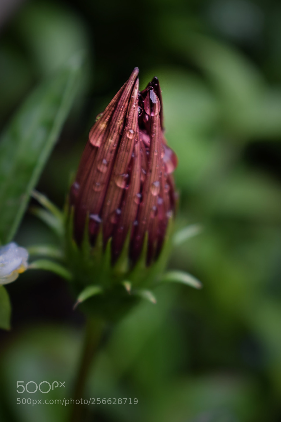 Nikon D5300 sample photo. Untitled photography