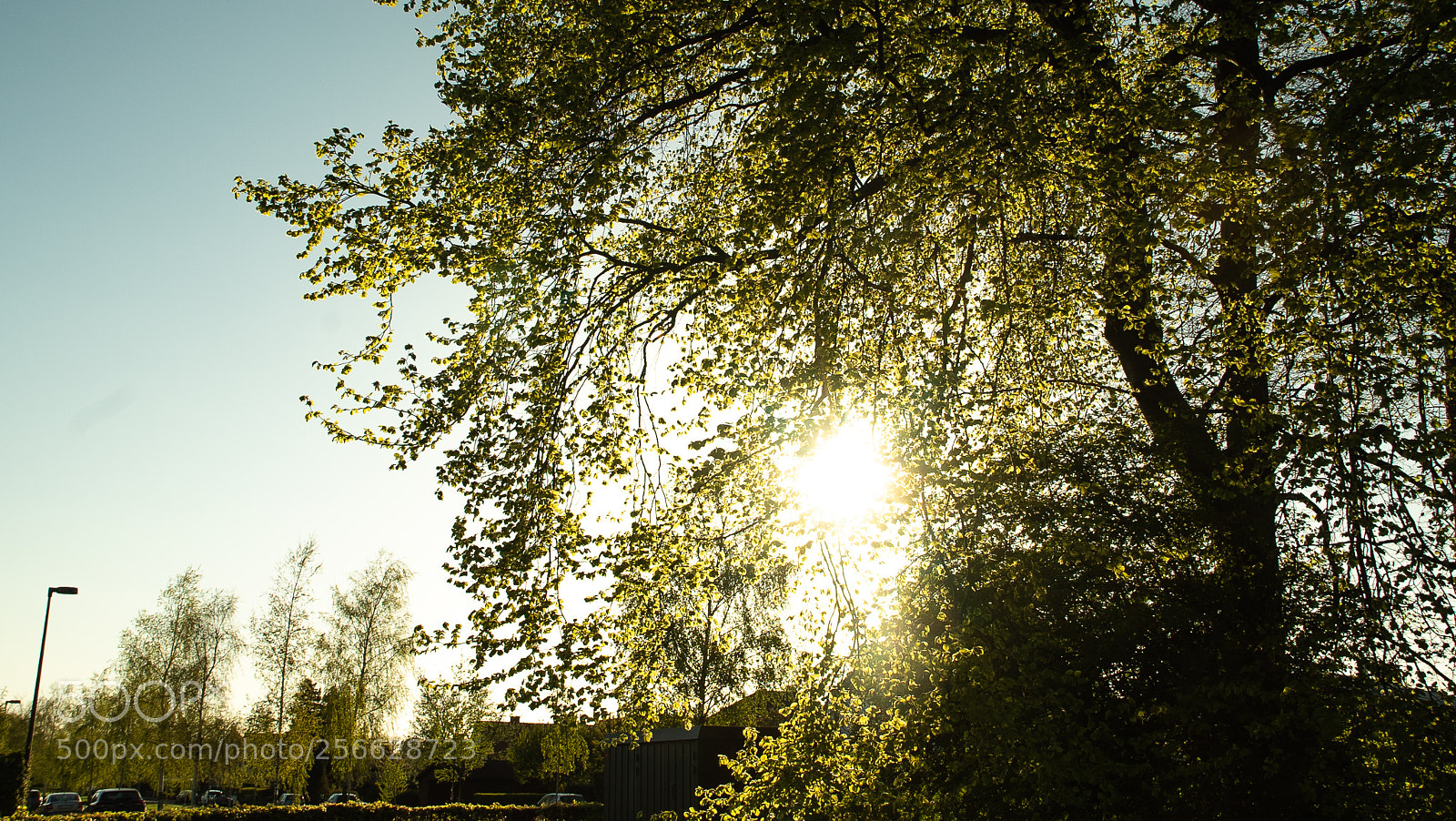 Sony a7S sample photo. Sunshine through tree photography