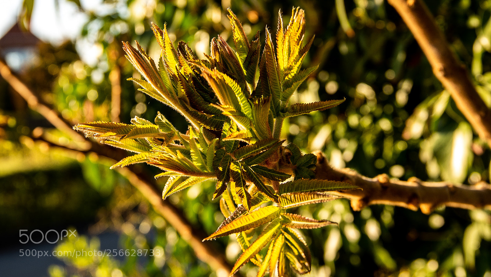 Sony a7S sample photo. Flower photography