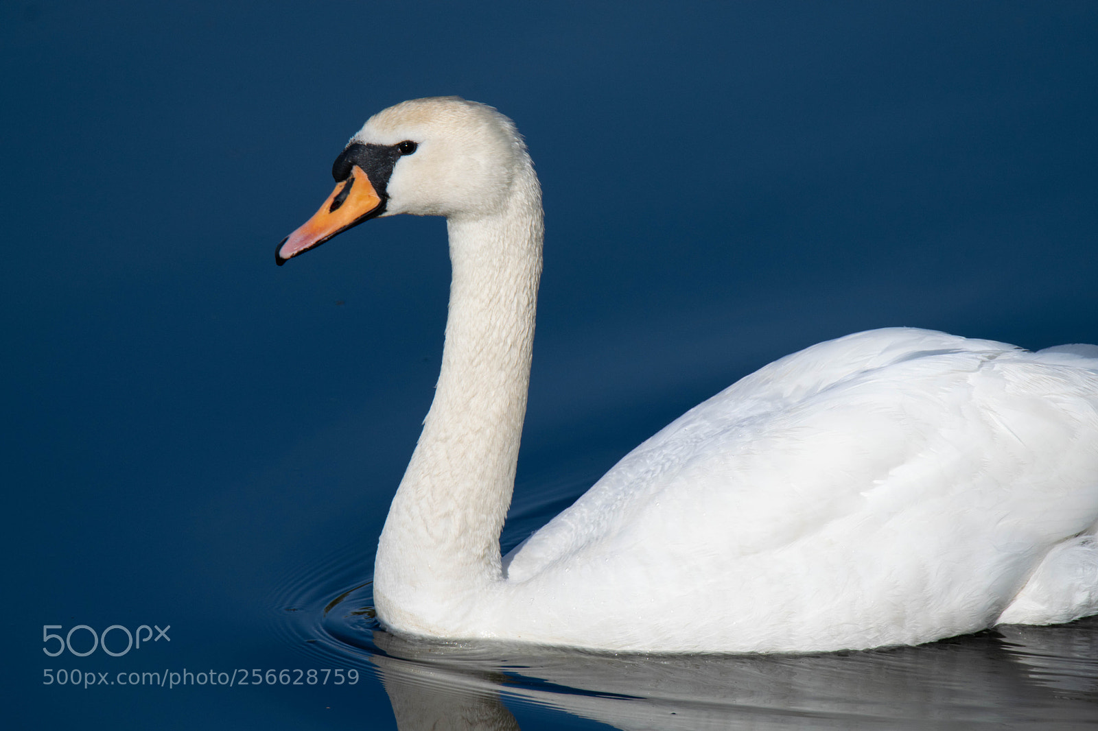 Nikon D3300 sample photo. Beautiful swan in the photography