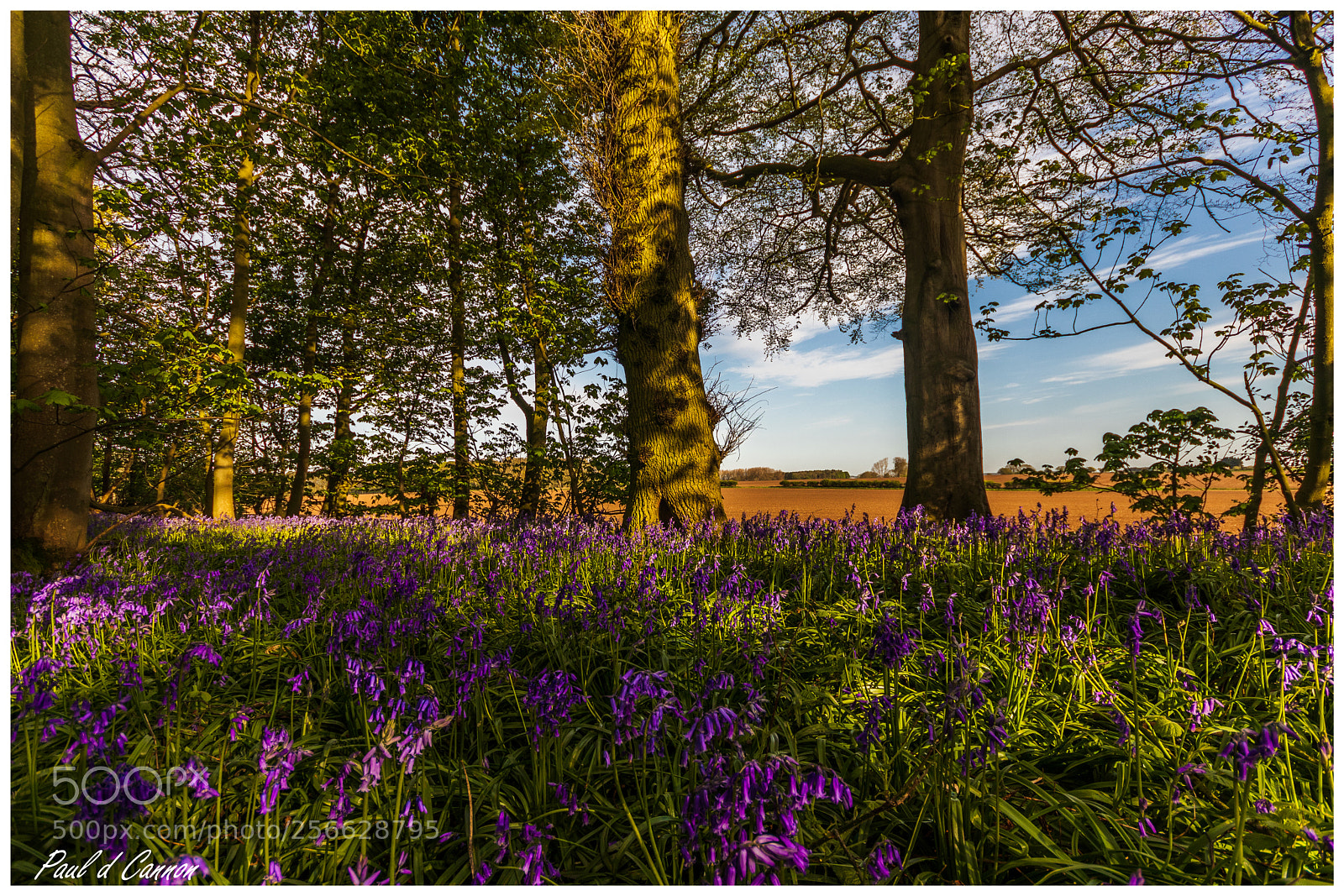 Canon EOS 80D sample photo. Blue bells photography