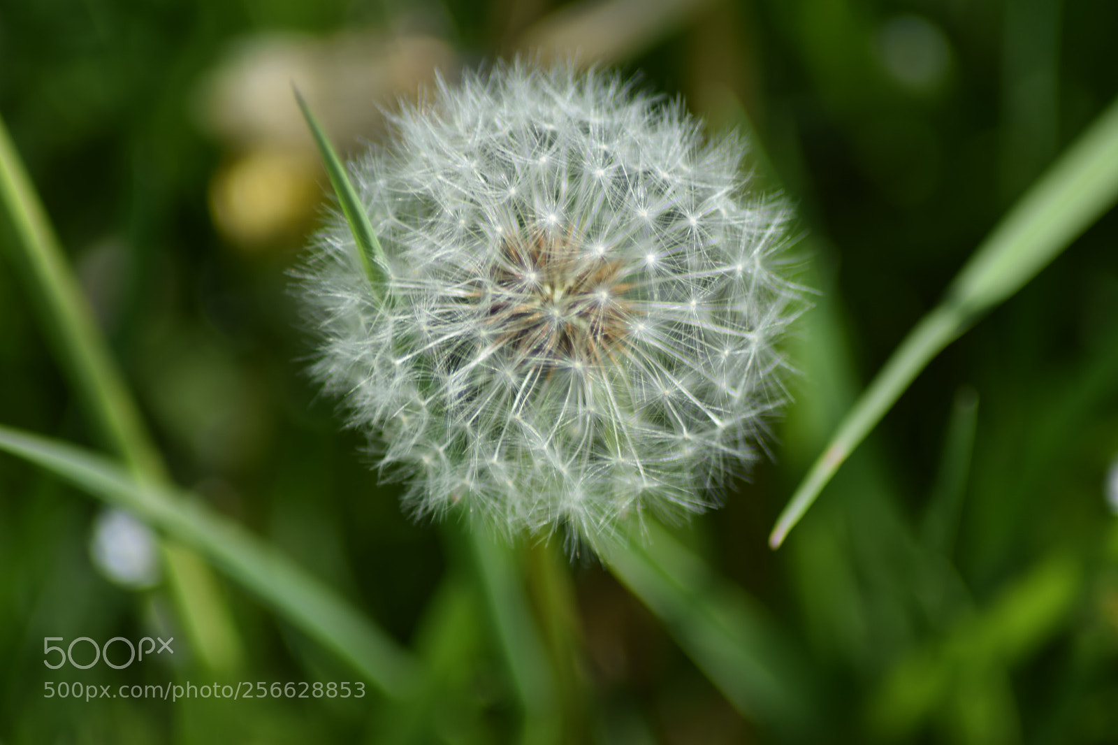 Nikon D3300 sample photo. Untitled photography