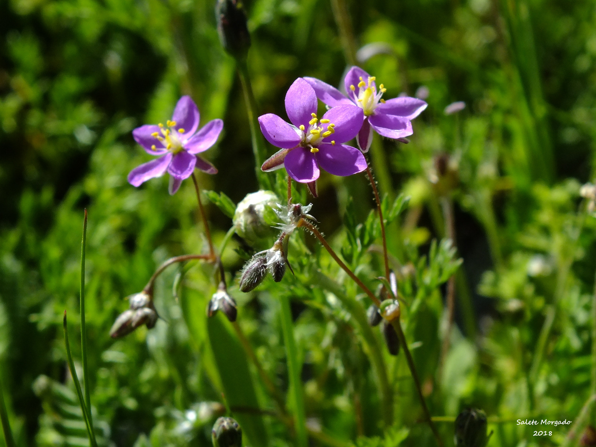 Fujifilm FinePix HS30EXR sample photo. Spergularia purpurea photography