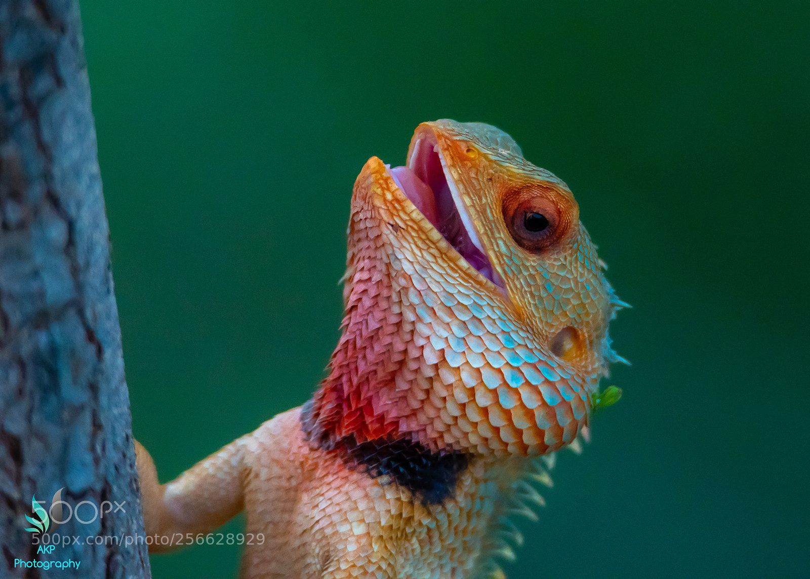 Nikon D500 sample photo. Laughing chameleon photography